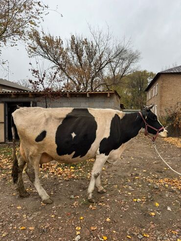 продажа скота: Продаю | Корова (самка) | Голштин | Для молока | Племенные at lalafo.kg продажа скота: Продаю | Корова (самка) | Голштин | Для молока | Племенные