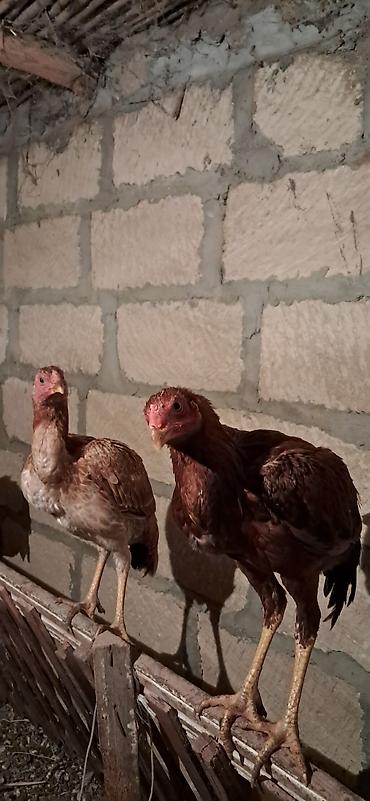 evren cuce yemi: Toyuq cücələri, Damazlıq — 1