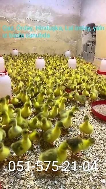 hereti xoruz sats: Qaz, ördək, hinduşka və lal ördək cücə satışı - Növlər: qaz cücəsi — 1