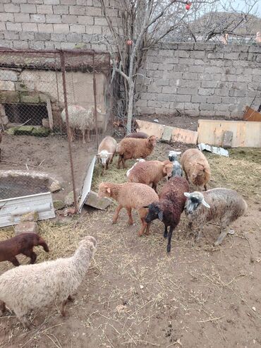 Qoyunlar, qoçlar: Məhsul: Qoyun və quzular Qoyun balası ilə satılır cəm 13 qoyun 13 — 15