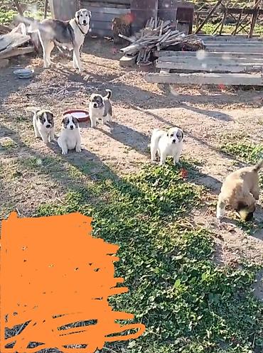 İtlər: Kanqal, 1 ay, Erkek — 9