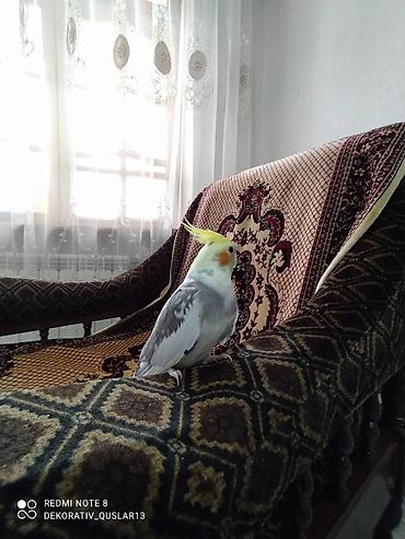 bulbul satılır: Salam. Diqqet alarken temizliye fikir verin///////// sultan adi ile — 3