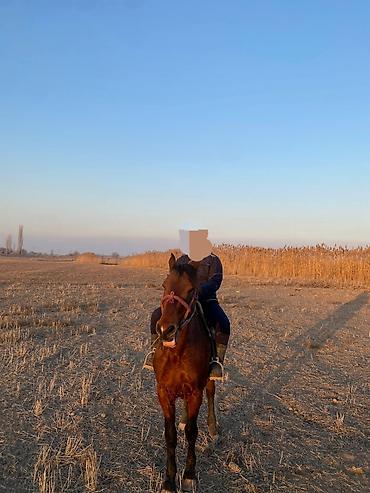 Другие животные: 4 асый . рост 165 улагы бар, казан улак жана жер улак — 9