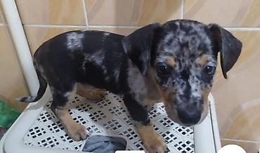 купить собаку такса: Такса, 1 месяц, Самец, С прививкой — 1