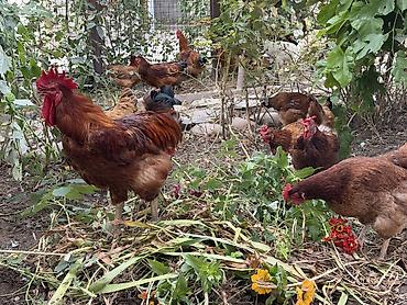 Куры, петухи: Продаю | Куры | Несушки at lalafo.kg — 10 Куры, петухи: Продаю | Куры | Несушки — 10