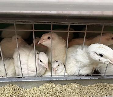куры живые: Продаю : НЕСУШКИ перепелки Техасс 🐥 Возраст: 45 дней 🐥 Порода — 1