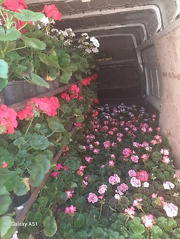 Otaq bitkiləri: Geran zonali Topdan və pərakəndə satış 🌹Hər növ sərfəli dekorativ — 10