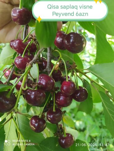 Şitillər: Məhsul: Bağ bitkiləri və meyvə fidanları seçimi - Hibiskus (Rose of — 20