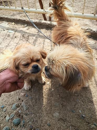 itlerin novleri: Pekines, 2 ay, Erkək, Ünvandan götürmə — 1