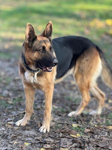 İtlər: Labrador-retriver, 1 il, Dişi, Ünvandan götürmə — 15