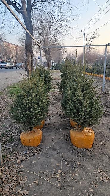 Другие товары для дома и сада: Голубой ель. Тянь-шаньский ель.береза,Пихта,Сосна, сатылат — 21