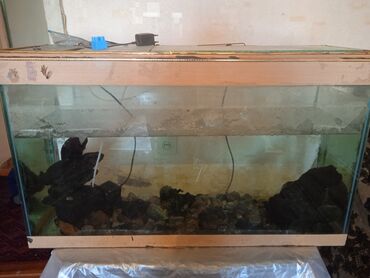 рыбы для аквариума: Продаем аквариум.состояние хорошее.150 литров воды.в набор идёт