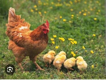 С/х животные и товары: Курица, Для яиц, Бесплатная доставка