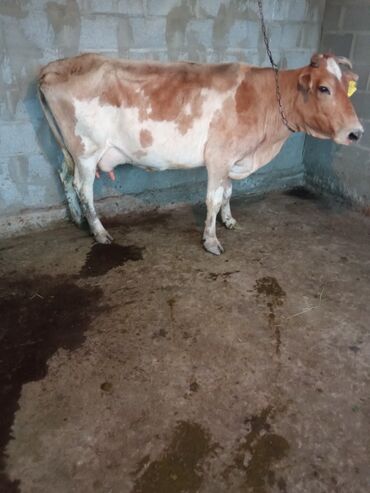 продаю дойная корова: Продаю | Корова (самка) | Для разведения, Для молока | После отела