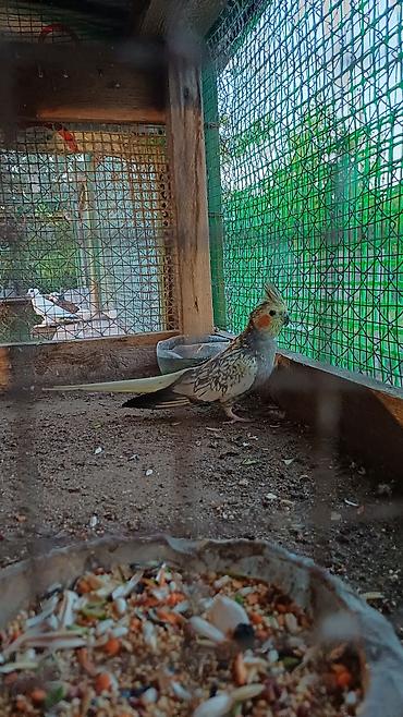 qəfes: Nymph paraket (Cockatiel) – sarı-boz rəngli, yanaqlarında narıncı — 3