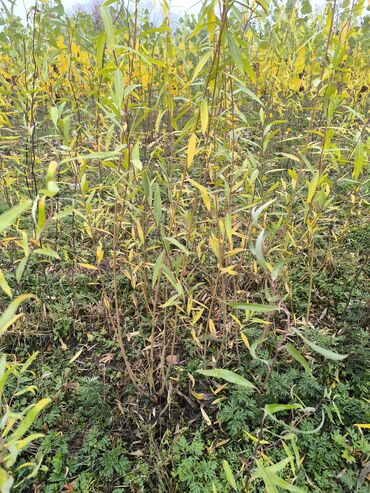 Декоративные деревья: Саженцы деревьев: Туи — 20