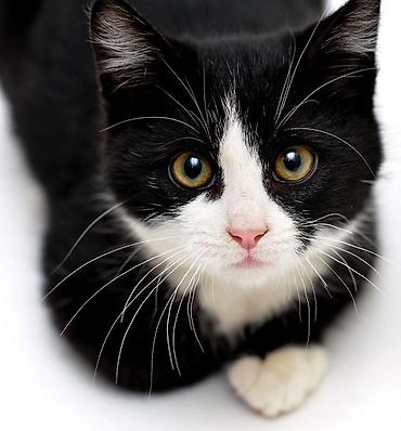 черные котята: Котята — чёрно-белые «смокинги» . Яркие жёлто-зелёные глаза — 1