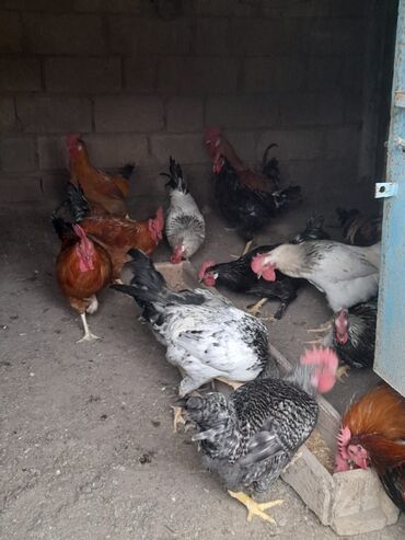 Xoruzlar: Məhsul: Qarışıq xoruzlar Təsvir: - Şəkillərdə görünən müxtəlif cins — 7