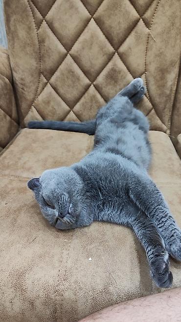 scottish fold satilir: Şotland yastı qulaq, Erkək, Cütləşmə üçün — 3