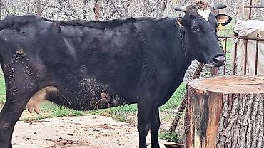 Inəklər, öküzlər: Erkək, Simental, il: 4, 550 kq — 10