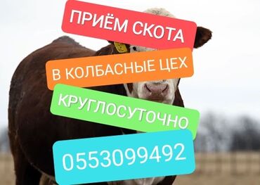 баран на продажу: Куплю | Коровы, быки, Лошади, кони | Забитый, На откорм, Самовывоз