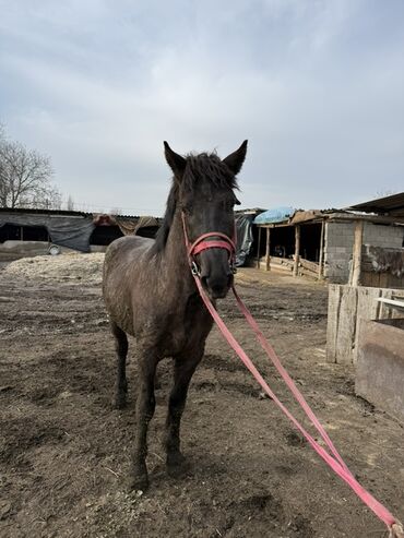 Лошади, кони: Продаю | Жеребец | Рабочий — 6