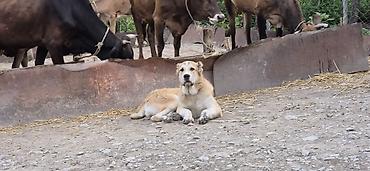 heyvanların sexsi: Kanqal — 6
