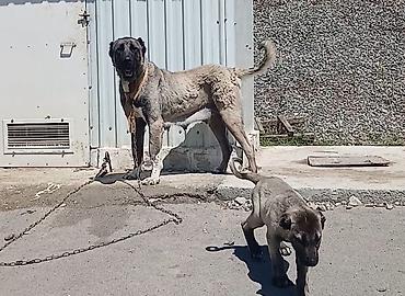 İtlər: Kanqal, 2 ay, Dişi — 1