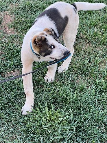 Продажа собак: Алабай, 3 месяца, Самец, С прививкой — 2