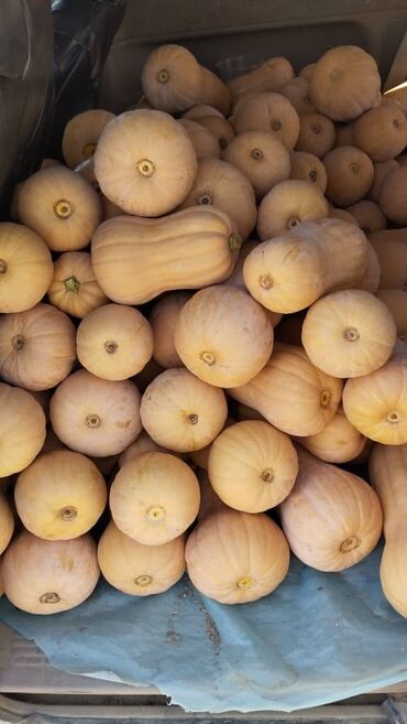массажное кресло бишкек цена: Продаю тыкву, Бишкек Тыква оптом от 2,5 тонн Предлагаем свежую