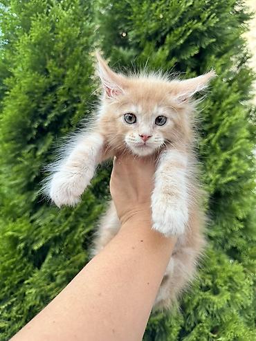 мейн кун котята: Порода: котёнок мейн-кун Окрас: кремовый с белыми отметинами Тип — 2