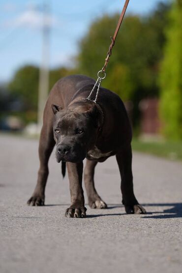 Psi: Plavi XL americki bully na prodaju Rodjen 08.03.2023., kupiranih — 9