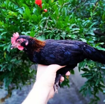 Gəmiricilər: Yaponka xoruz 2 ayliğdi Banlayır 10 Azen temiz sağlam çin kimi