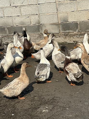 Другие животные: Утки молодые крупные 
Домашние — 12