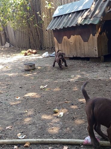 haski balası: Pitbul, 2 ay, Erkek, Sənədli, Ünvandan götürmə
