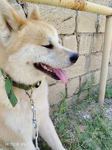 kanada sortu hinduska: Akita-inu — 3