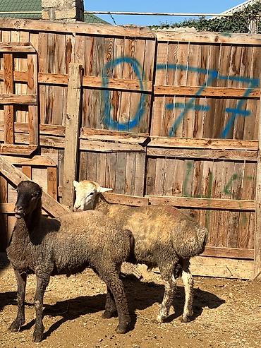 balaca pisik satisi: Salam saqlam Erkey toğlular ve quzulardi super kokluydedi erkeydi — 4