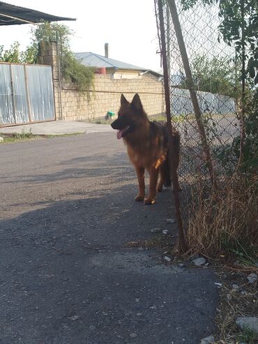 bu iti: Alman çoban iti, 1 il, Dişi, Peyvəndli