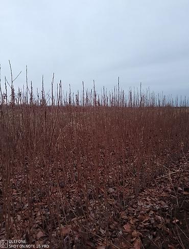 Tinglər: Xurma ağacları satışdadır zəmanətli verilir ağaclar çatdirilma pulsuz — 10