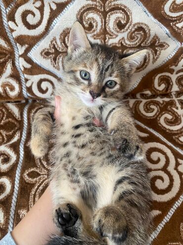 ош кошки: Кошка даром: Ангорская, 3 месяца, Мальчик