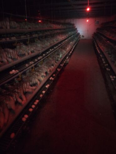 Сельхоз предприятия: Продаю Птицеферма, 10 соток, Действующий, С оборудованием, Электричество, Канализация, Отопление — 4