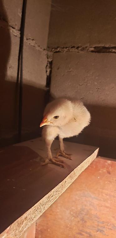 Куры, петухи: Продаю | Цыплята | Для разведения — 24