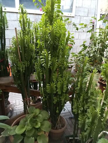 алое вера: Эуфорбия треугранная (Euphorbia trigona) в напольных горшках - — 4