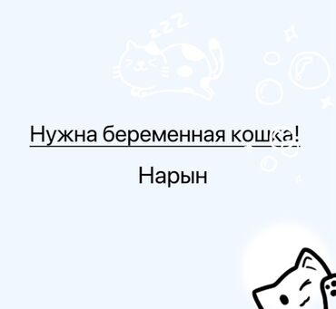 продажа домашних животных: Кошка даром: Беспородная, 2 года, Девочка, Приучена к лотку at lalafo.kg продажа домашних животных: Кошка даром: Беспородная, 2 года, Девочка, Приучена к лотку