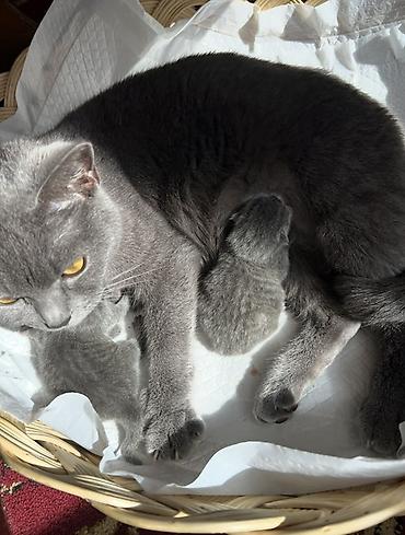 лыжный форма: Родители котят мама и чуть покрупнее отец (Британцы)♥️ — 4