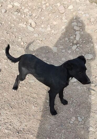 чао чао собака: Собака даром: Дворняжка, 4 месяца, Самка, С прививкой