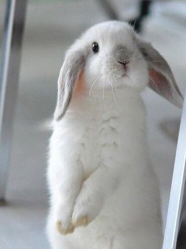 домашний кролик: Продаю кроликов и крольчат!