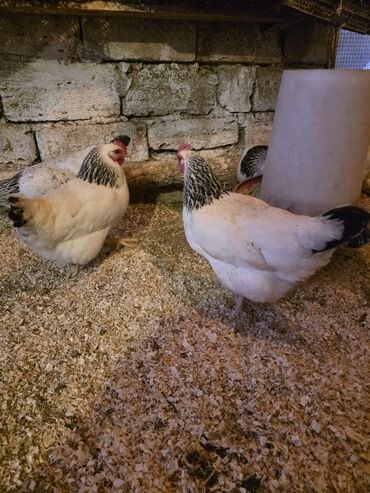 Toyuqlar: Toyuq, Damazlıq -da lalafo.az — 9 Toyuqlar: Toyuq, Damazlıq — 9