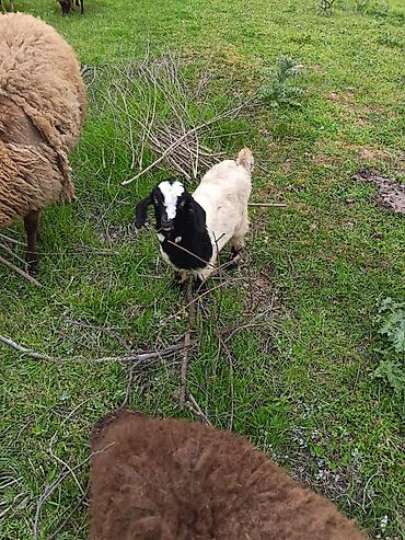 Keçilər, çəpişlər: Salam keçilər kom satılır.Cəmi 8 başdır. 1 ədəd hələbdən dönmə 1 — 10