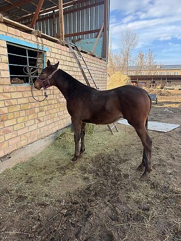 Лошади, кони: Продаю | Жеребенок | Конный спорт — 8